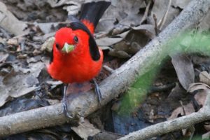 Scarlet-Tanager-1