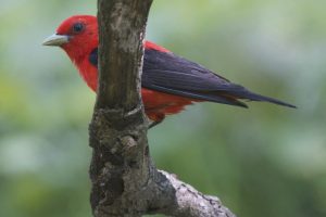 Scarlet-Tanager-2