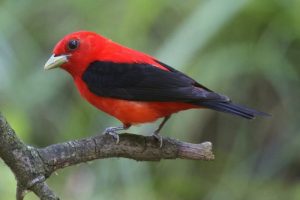 Scarlet-Tanager-4