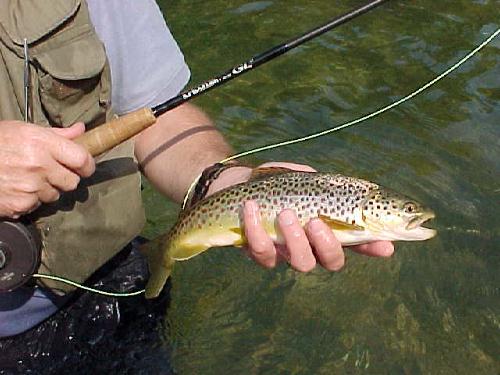 A nice brown trout caught by Mark on his North Fork guided trout fishing trip at Rainbow Springs (aka Double Springs)