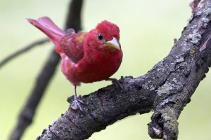 summertanager1