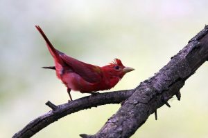 summertanager2