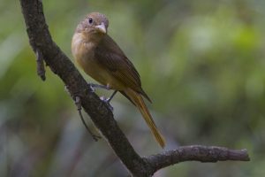 summertanager4