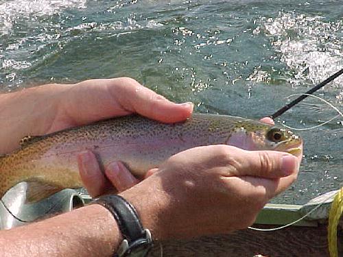 Missouri Trout Fishing North Fork River